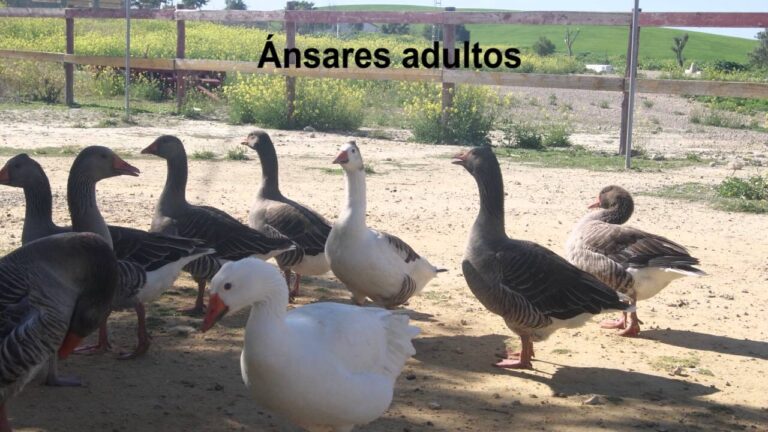 Academias de Teatro para Adultos en Sanlúcar de Barrameda: Dónde Encontrarlas
