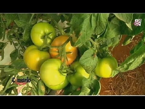 Mercados al Aire Libre en Conil de la Frontera