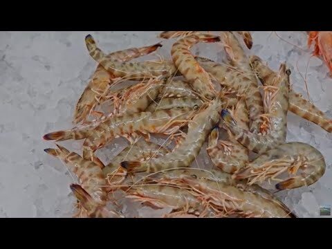 Turismo en Sanl&uacute;car de Barrameda: Una Experiencia &Uacute;nica